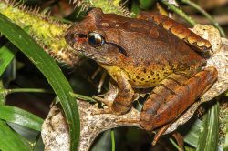 140-Mixophyes fleayi